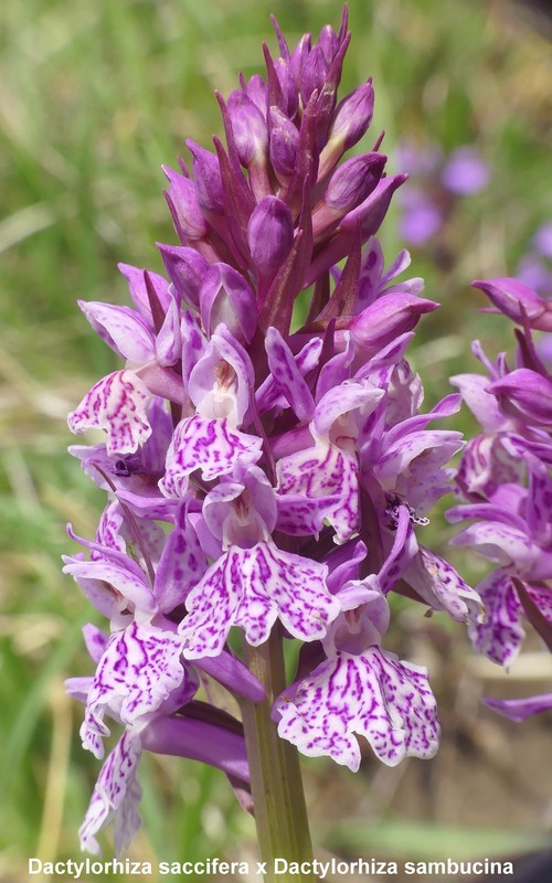 Prime fioriture di orchidee sui Monti della Laga  giugno 2021.